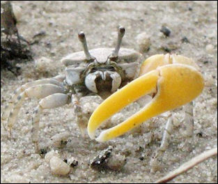 20120517-crabs Fiddler_Crab_-_Australia.jpg